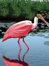 Roseate Spoonbill